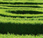 hecke