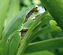 frosch