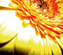 blume